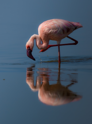 Pink Reflection