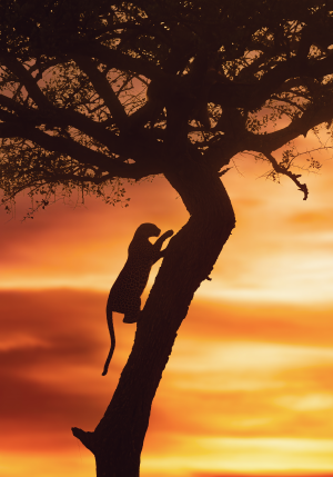 The Climber (African leopard)