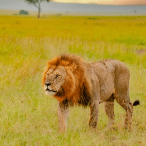The King
