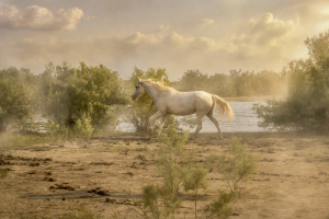 When Silence Gallops...