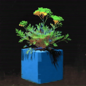 Live Outside the Box 33- Genista