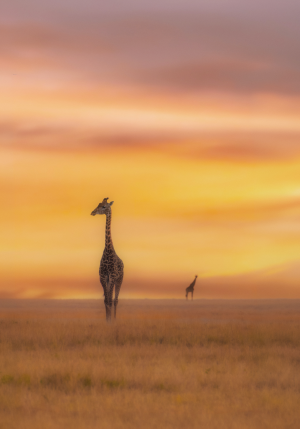 An evening in Africa