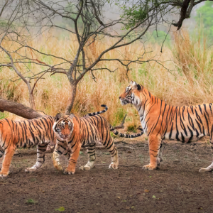 The Lost Legend of Ranthambore