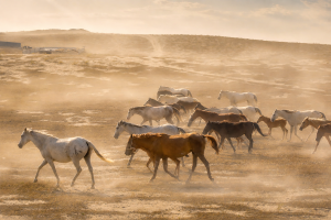 Between Dust and Freedom