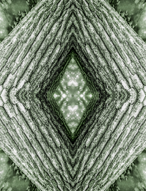 TRΞΞ LIFΞ