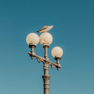 Blue Skies - Big Birds