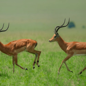 The Rooibok