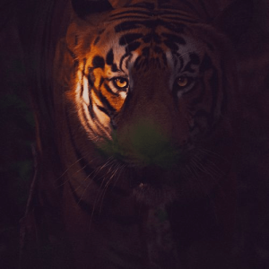 In The Shadows