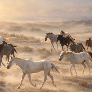 Heirs of the Mist