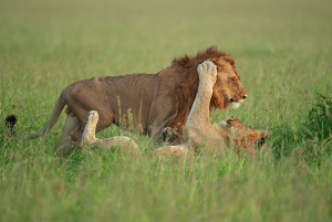 WILD Love