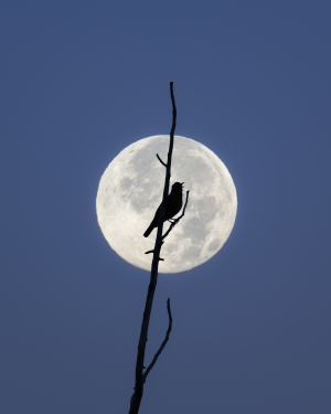 Nocturne