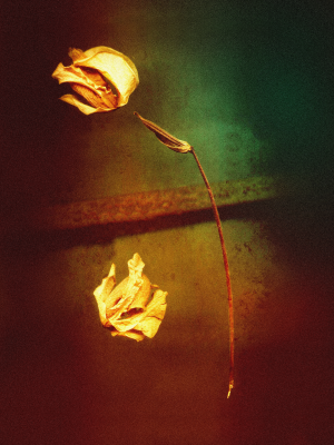 Untitled (From Herbarium Serie)
