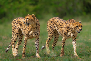 Fastest Brothers