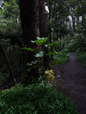 Root of Light