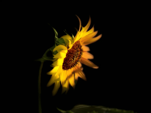 We did not ask for this room