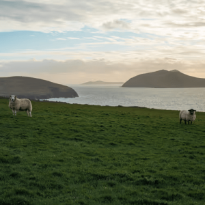 The Sheep Who Watch the Sea