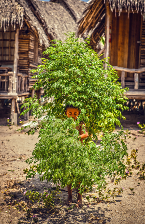 Tree Boy