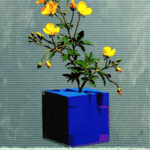 Live Outside the Box 34- Genista #2