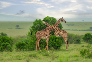 An afternoon in Africa