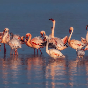 Lesser Flamingo 🦩🦩🦩