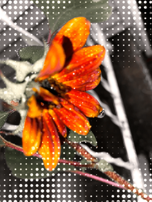 ꜱᴛᴇᴠᴇɴꜱ