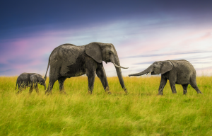 The Ancient Family