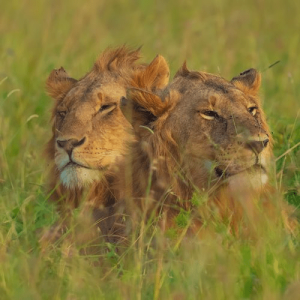 Brothers