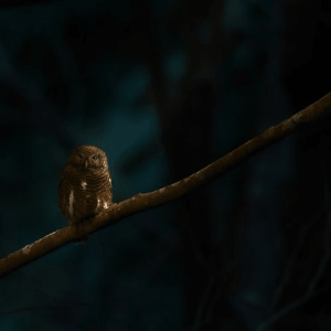 Guardian of the Jungle