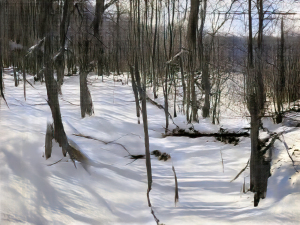Winter Woods (b59a,2337,13)