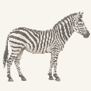 a zebra