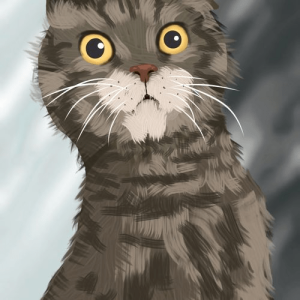 The Surprised Cat