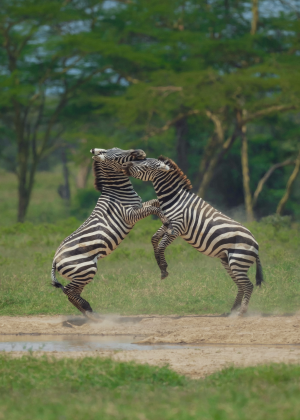 Striped Fight 🦓