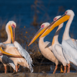 Pelican Briefing