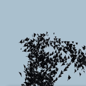 The swallows in May