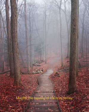 Maybe the beauty of life is in decay.