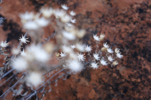After the Rain in Winter
