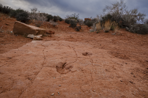 Tracks