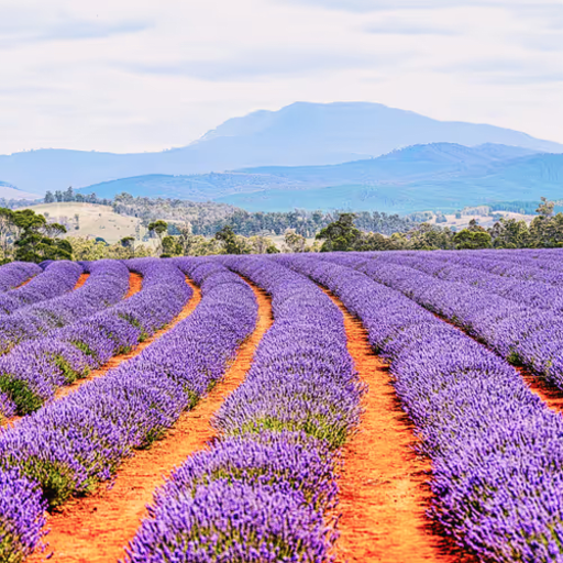 Where the Earth Breathes Purple