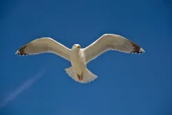 Boot Waddeneilanden