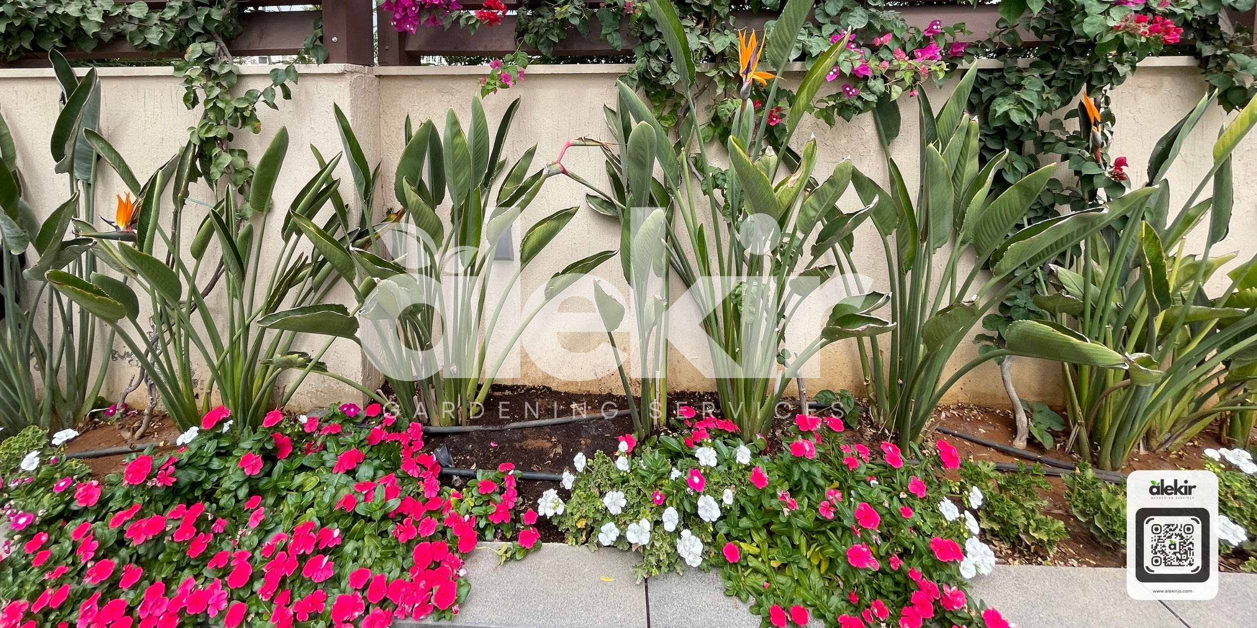 Alekir Services Hashemite Kingdom of Jordan, Amman. The Health Benefits of Having a Professional Garden: Your Personal Wellness Oasis