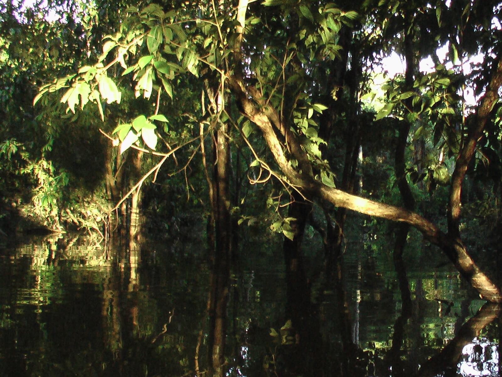 001-amazonas-patrimonio