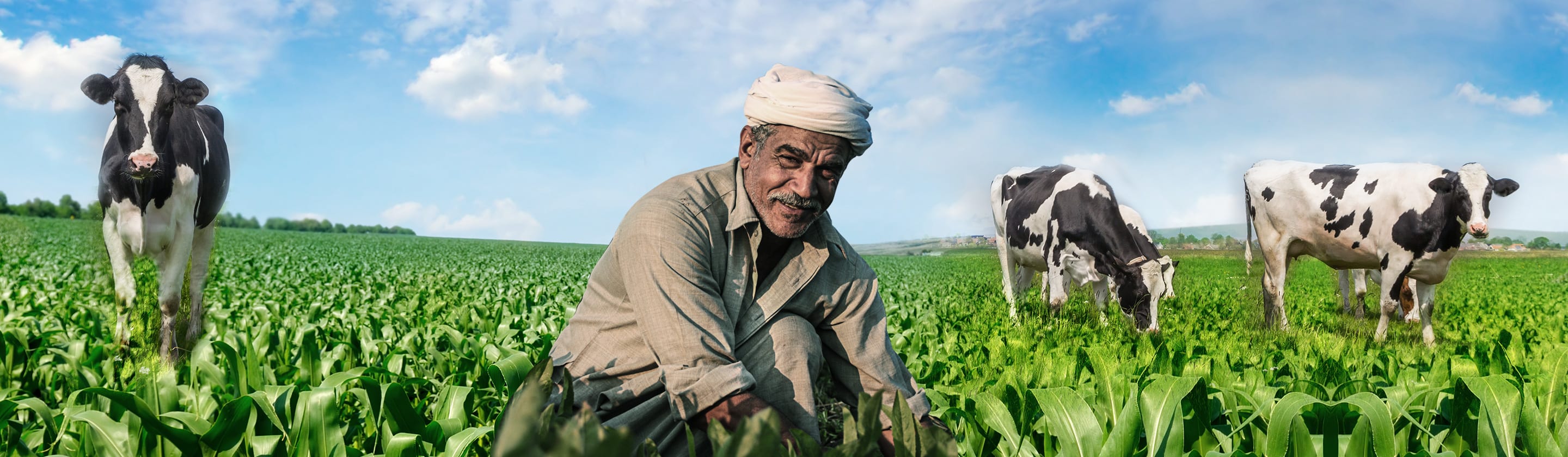 التمويل المتناهي الصغر للإنتاج الحيواني 