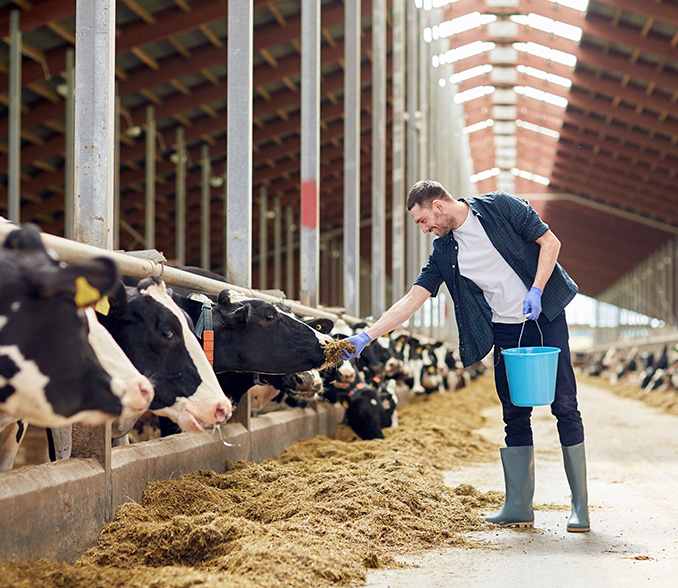 Development Livestock Projects Finance