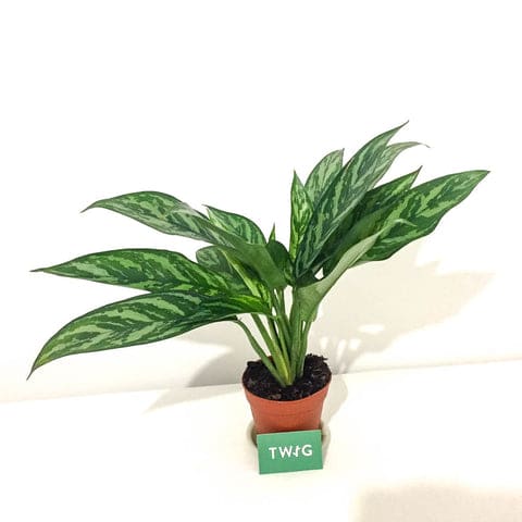 Plant - Chinese Evergreen