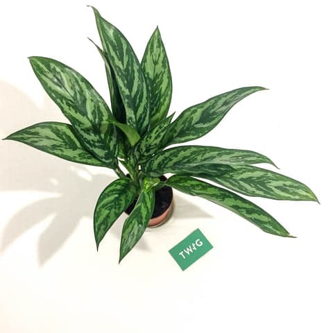 Plant - Chinese Evergreen