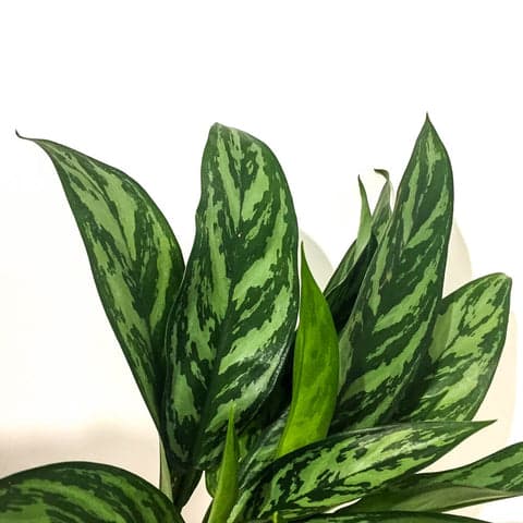 Plant - Chinese Evergreen