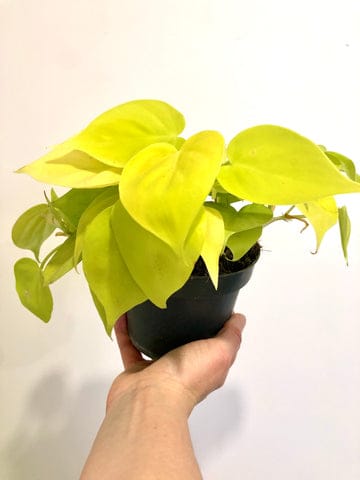 Philodendron Lime