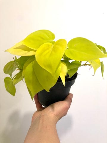 Philodendron Lime