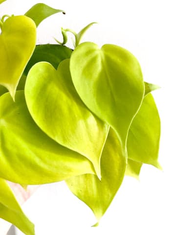 Philodendron Lime