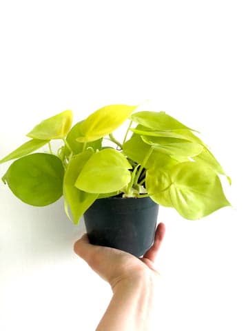 Philodendron Lime